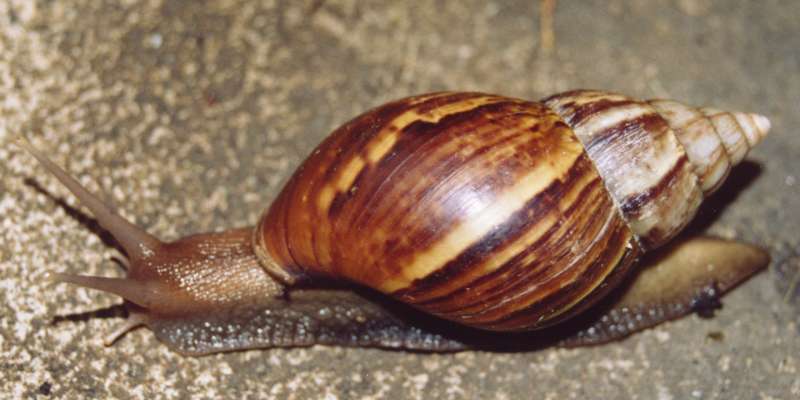 Achatina_fulica